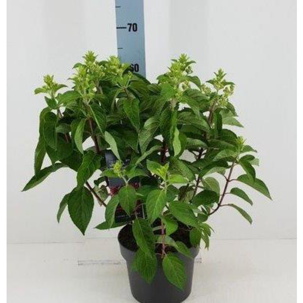 Hydrangea paniculata m22                          