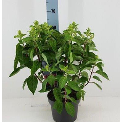 Hydrangea paniculata m22                          