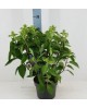 Hydrangea paniculata m22                          