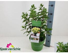 Hydrangea paniculata m22                          