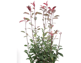 Photinia fras.red robin 10lt 80/100               