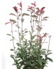 Photinia fras.red robin 10lt 60/80                