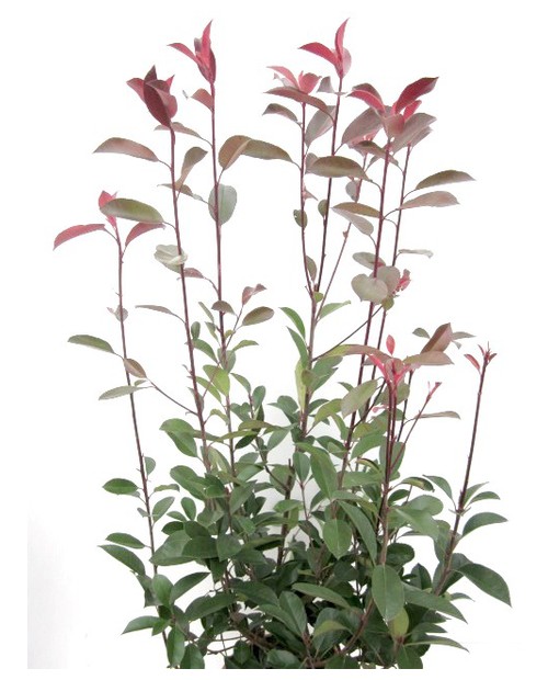 Photinia fras.red robin 10lt 60/80                