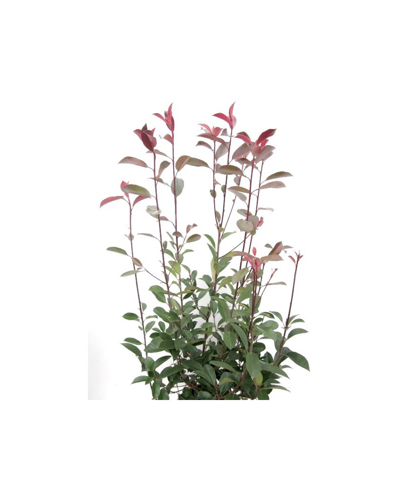 Photinia fras.red robin 10lt 60/80                