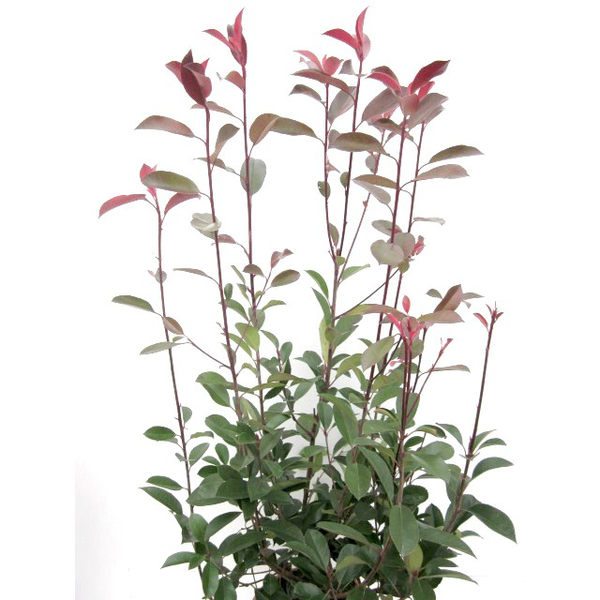 Photinia fras.red robin 10lt 80/100               