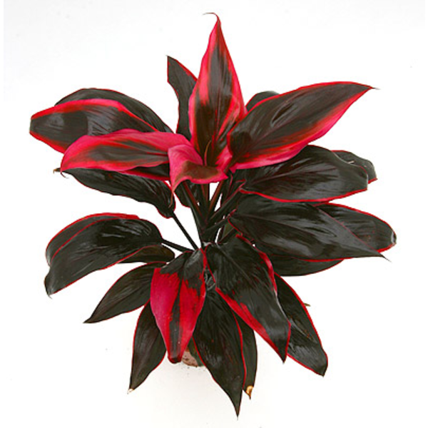 Cordyline term albert tango rumba attom 13        