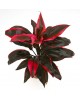 Cordyline term albert tango rumba attom 13        
