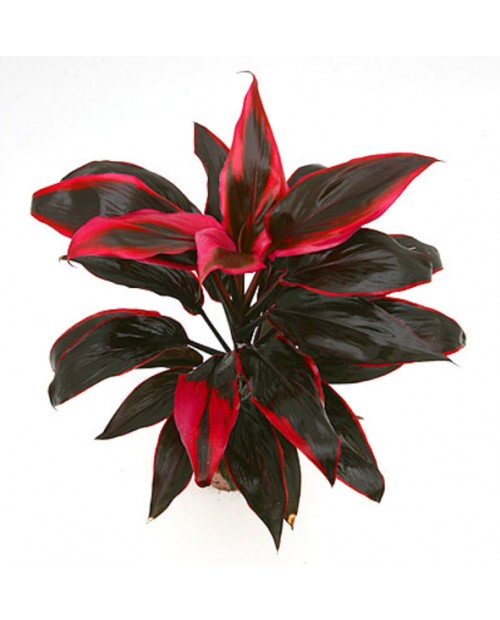 Cordyline term albert tango rumba attom 13        