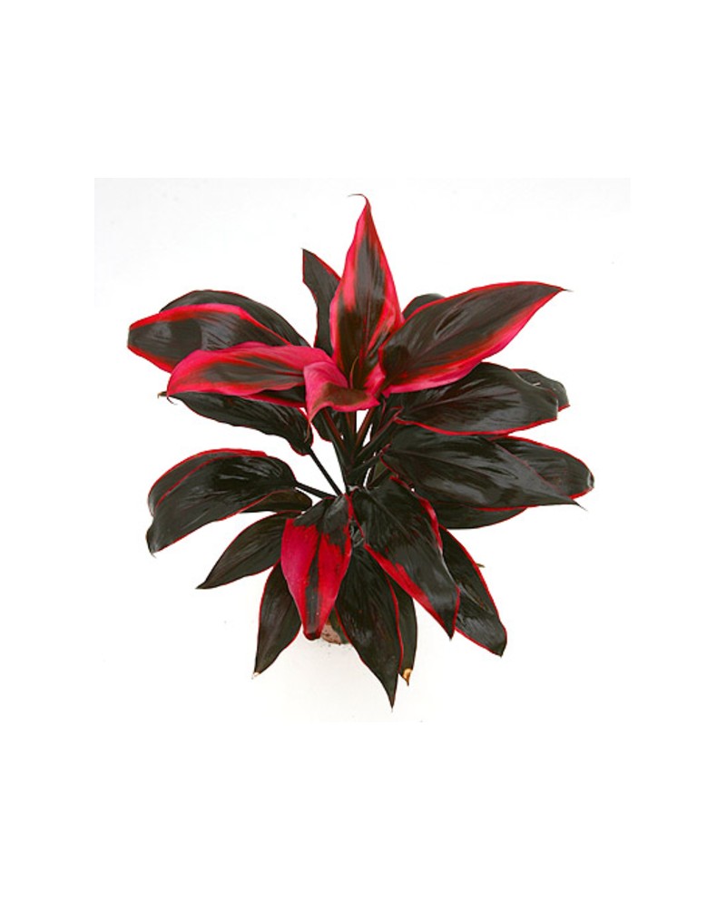 Cordyline term albert tango rumba attom 13        