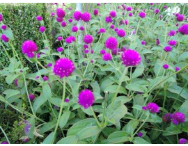 Gomphrena globosa m11                             