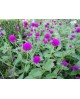 Gomphrena globosa m11                             