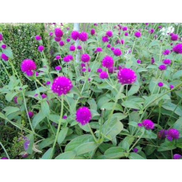 Gomphrena globosa m11                             