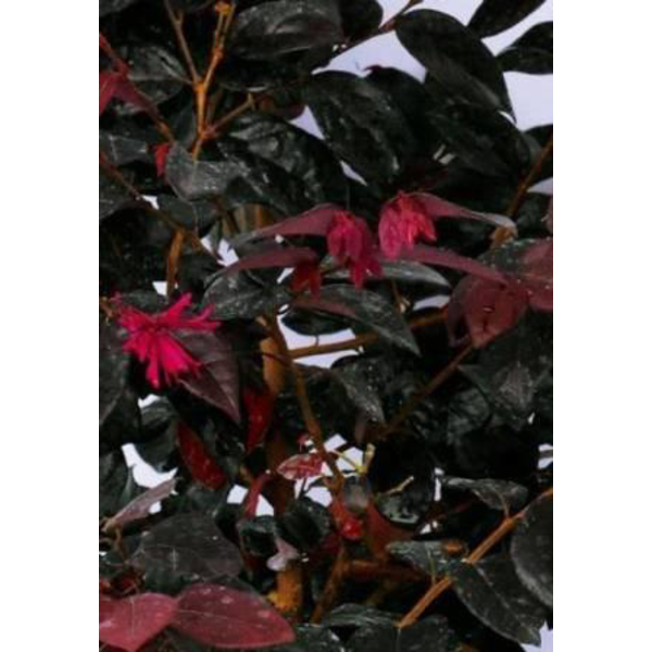 Loropetalum chinensis 3lt                         