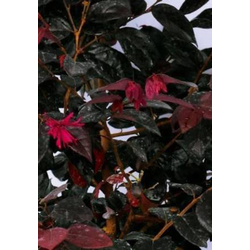 Loropetalum chinensis 3lt                         
