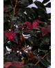 Loropetalum chinensis 3lt                         