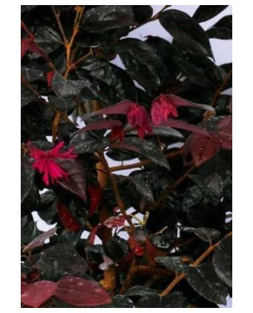 Loropetalum chinensis 3lt                         