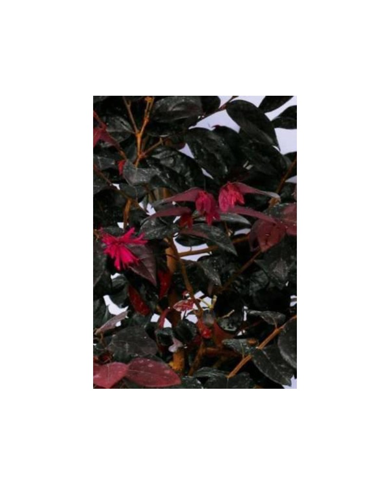 Loropetalum chinensis 3lt                         