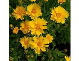 Coreopsis 13                                      