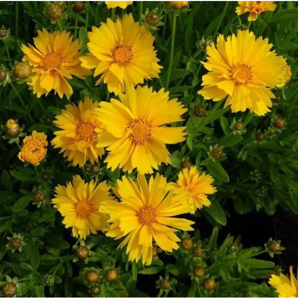 Coreopsis 13                                      