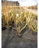 Cornus sanguinea 7.5lt 75/100                     