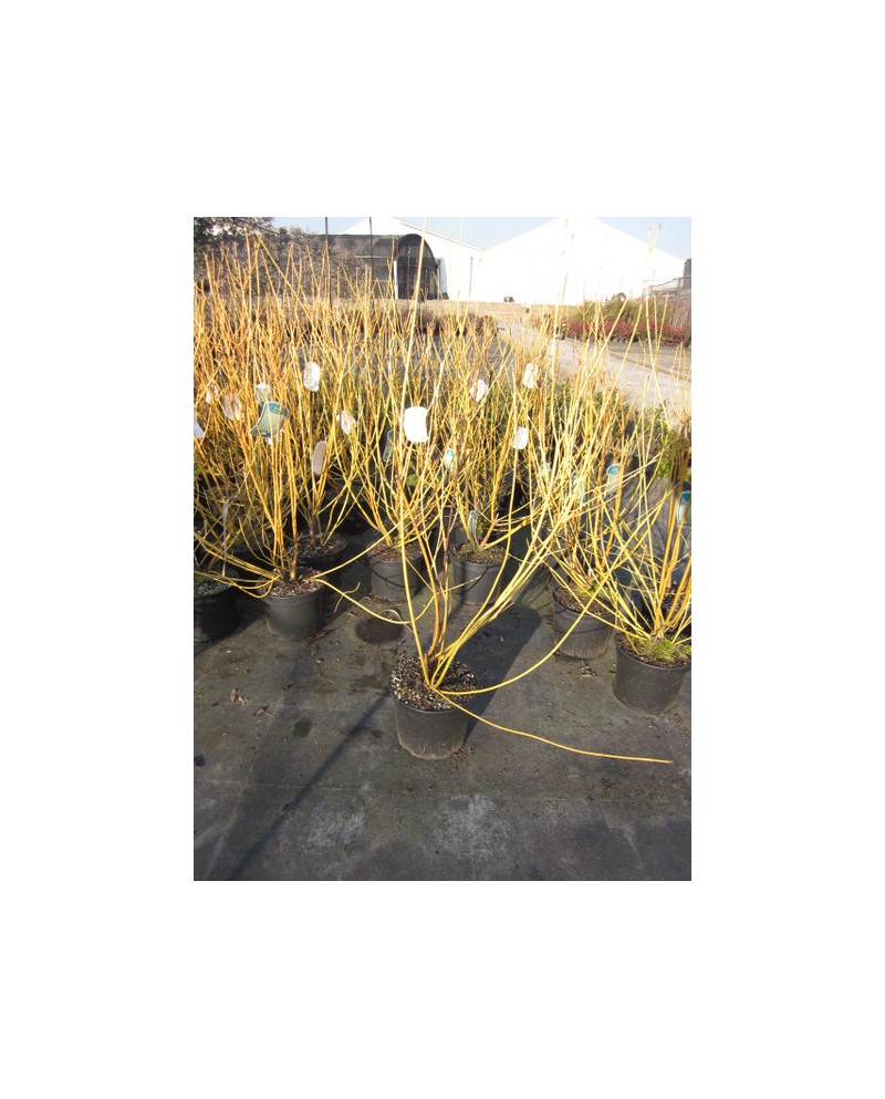 Cornus sanguinea 7.5lt 75/100                     