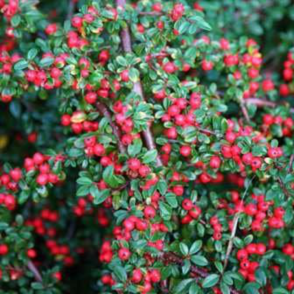 Cotoneaster horizontalis 3lt /E09-25-0008 /       