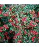 Cotoneaster horizontalis 3lt /E09-25-0008 /       