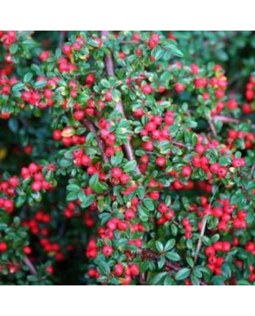 Cotoneaster horizontalis 3lt /E09-25-0008 /       