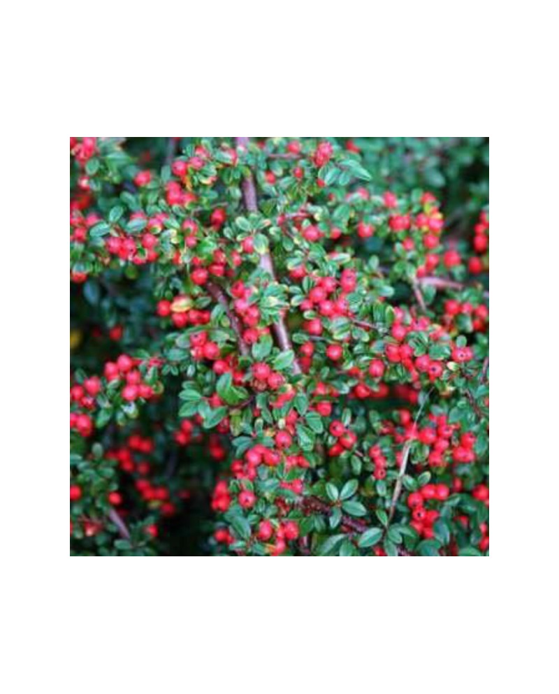 Cotoneaster horizontalis 3lt /E09-25-0008 /       