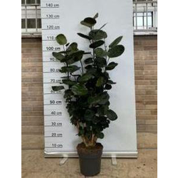 Polyscia fabian ramificada m21                    