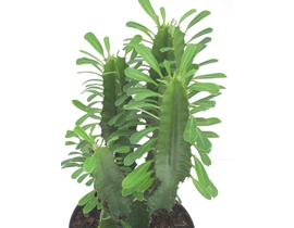 Euphorbia trigona 5lt 3pl. 50/60                  