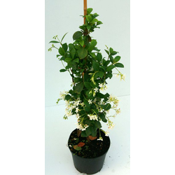 Ricospermum jazminoide 5lt 175/200cm              
