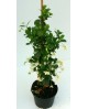 Ricospermum jazminoide 5lt 175/200cm              