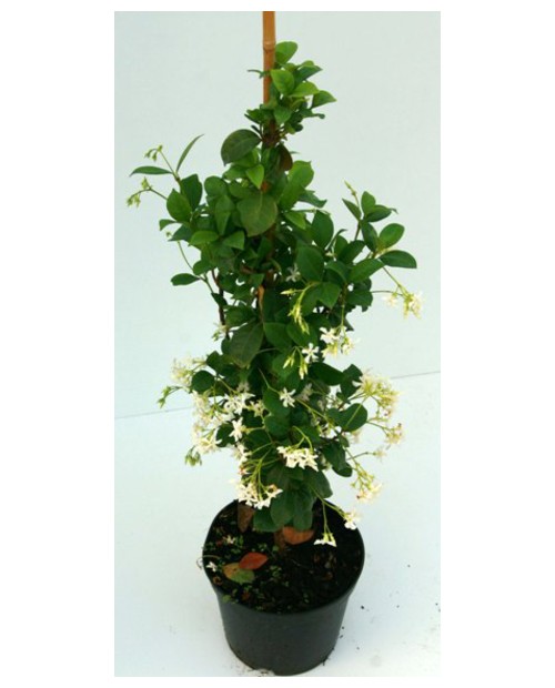 Ricospermum jazminoide 5lt 175/200cm              