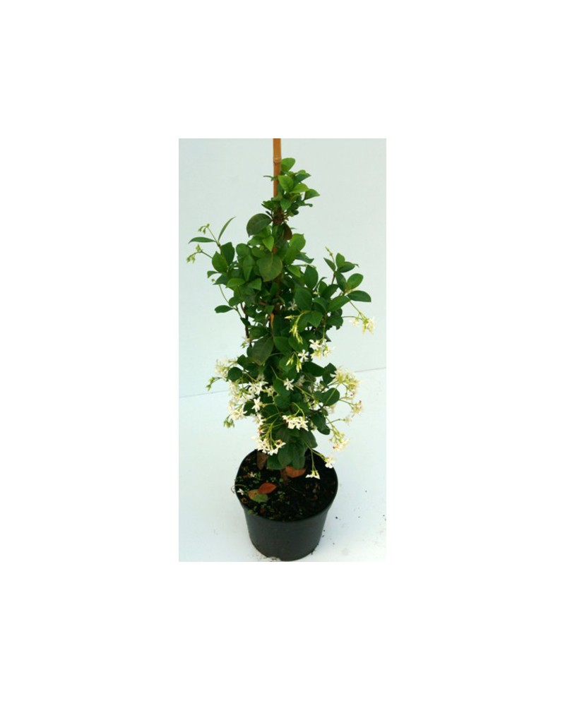 Ricospermum jazminoide 5lt 175/200cm              
