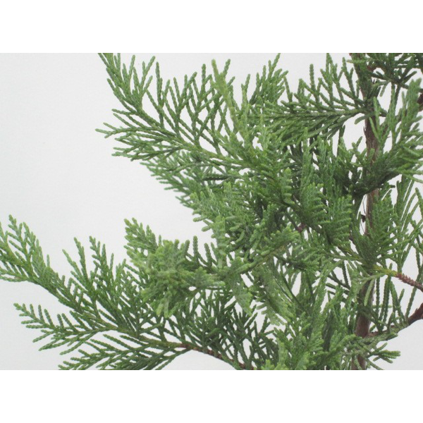 Cipres leylandii 250/300                          