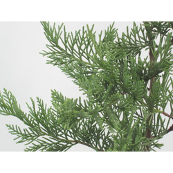 Cipres leylandii 250/300                          