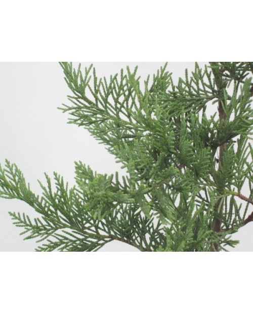 Cipres leylandii 250/300                          