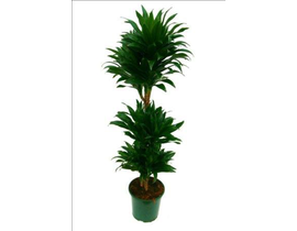 Dracaena compacta 30/60/90/120                    