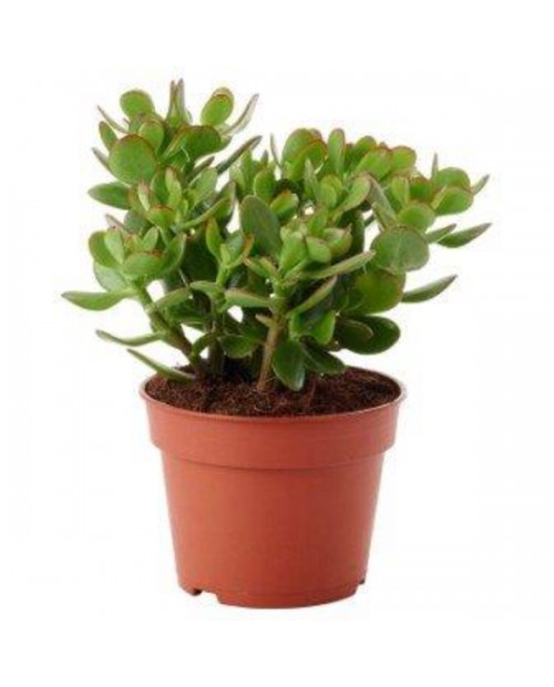 Crasula ovata (arbol de jade) m13                 