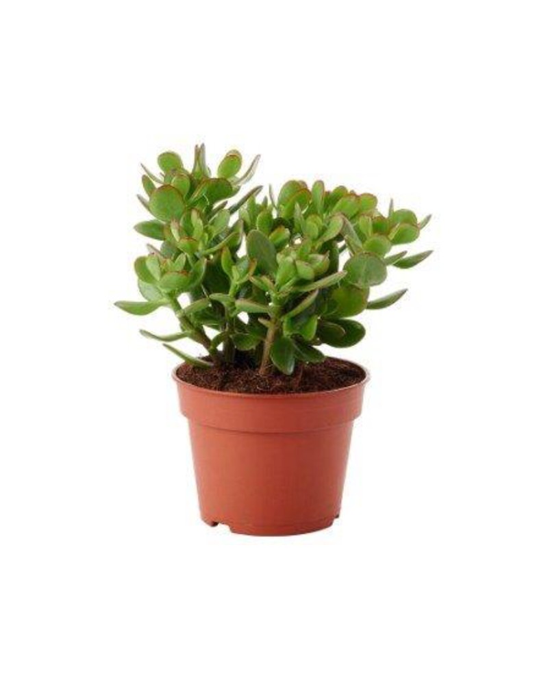 Crasula ovata (arbol de jade) m13                 