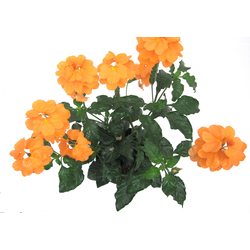 Crossandra infundibuliformis m13                  