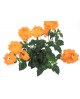 Crossandra infundibuliformis m13                  