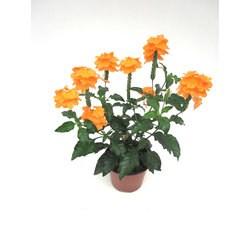 Crossandra infundibuliformis m13                  