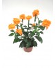 Crossandra infundibuliformis m13                  