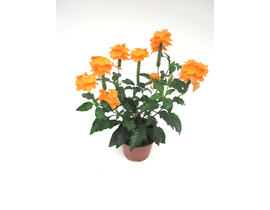 Crossandra infundibuliformis m13                  