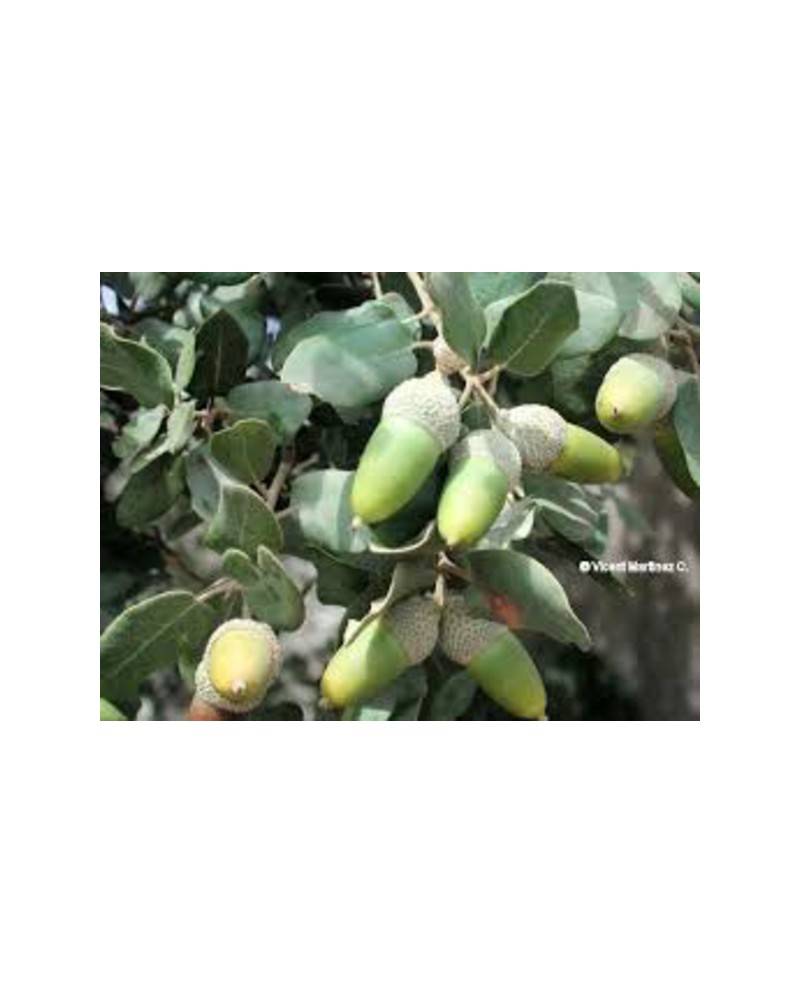 Quercus ilex 14/16 co                             