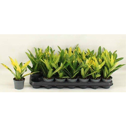 Croton mix 8                                      