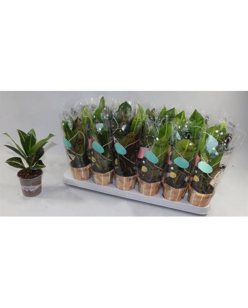 Croton mix 8                                      