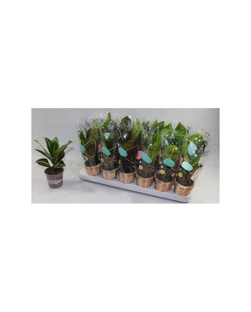 Croton mix 8                                      